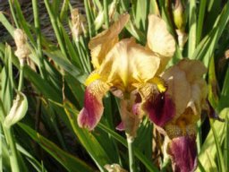 bel_iris_20211127_1678061022